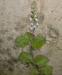Attēlu rezultāti vaicājumam “Veronica officinalis fruit”