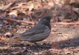 Image result for Turdus ruficollis