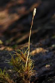 Attēlu rezultāti vaicājumam “Dicranella cerviculata”