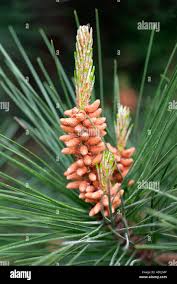 Attēlu rezultāti vaicājumam “Pinus pumila male flower”