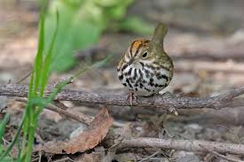 Image result for Seiurus aurocapilla