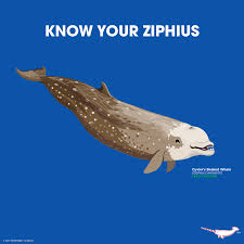 Image result for Ziphius cavirostris