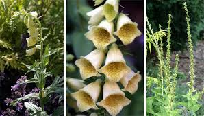 Image result for Digitalis grandiflora