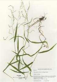 Attēlu rezultāti vaicājumam “Cinna latifolia fruit”