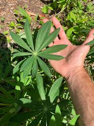 Attēlu rezultāti vaicājumam “Lupinus polyphyllus leaf”