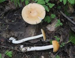 Attēlu rezultāti vaicājumam “Amanita crocea”