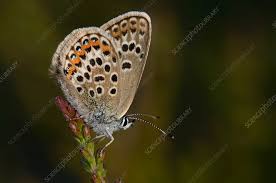 Attēlu rezultāti vaicājumam “Plebejus argus female”