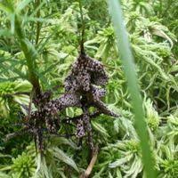 Attēlu rezultāti vaicājumam “Badhamia lilacina”