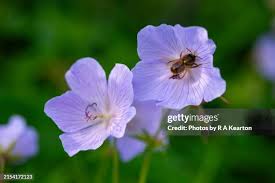 Attēlu rezultāti vaicājumam “Geranium pratense”
