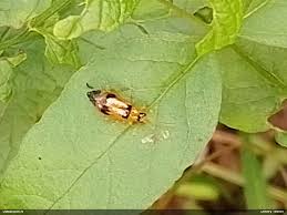 Attēlu rezultāti vaicājumam “Phyllobrotica quadrimaculata”