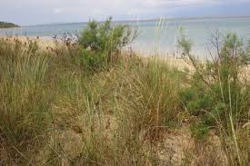 Attēlu rezultāti vaicājumam “Ammophila arenaria”