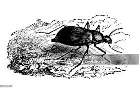 Attēlu rezultāti vaicājumam “Blaps mortisaga”