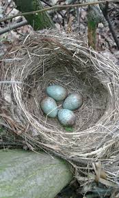 Attēlu rezultāti vaicājumam “Turdus merula nest”