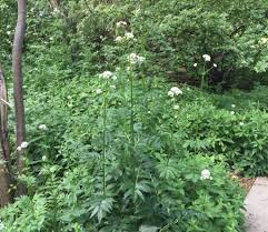 Image result for Valeriana officinalis