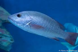 Image result for Lutjanus alexandrei
