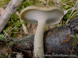 Attēlu rezultāti vaicājumam “Polyporus ciliatus”