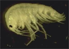 Attēlu rezultāti vaicājumam “Amphipoda”