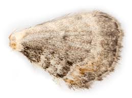 Attēlu rezultāti vaicājumam “Eupithecia linariata”