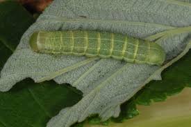 Attēlu rezultāti vaicājumam “Orthosia gracilis”