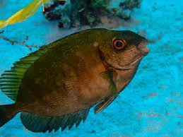 Image result for Siganus rivulatus