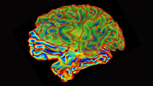 Image result for map of the brain