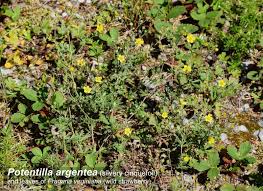 Image result for Potentilla argentea