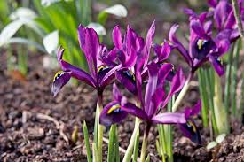 Attēlu rezultāti vaicājumam “Iris reticulata flower”