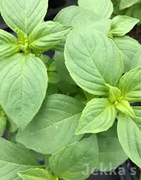 Image result for Ocimum basilicum