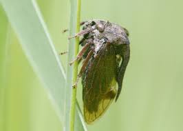 Attēlu rezultāti vaicājumam “Centrotus cornutus”