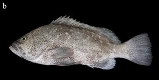 Image result for Epinephelus andersoni