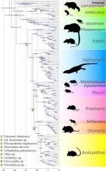 Attēlu rezultāti vaicājumam “Muridae”