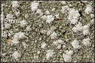 Attēlu rezultāti vaicājumam “Pertusaria amara”