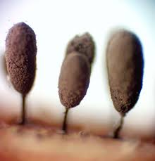 Attēlu rezultāti vaicājumam “Comatricha meandrispora stalked”