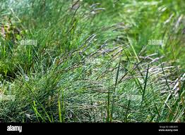 Attēlu rezultāti vaicājumam “Hierochloe odorata”