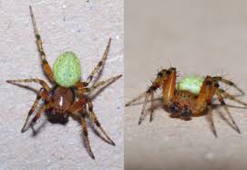 Attēlu rezultāti vaicājumam “Araniella male”