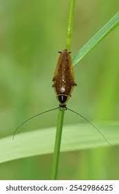 Attēlu rezultāti vaicājumam “Ectobius sylvestris male”