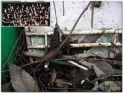 Attēlu rezultāti vaicājumam “Diachea leucopodia stalked”