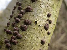 Attēlu rezultāti vaicājumam “Hypoxylon fuscum”