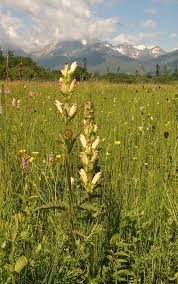 Attēlu rezultāti vaicājumam “Pedicularis sceptrum-carolinum flower”