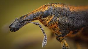 Attēlu rezultāti vaicājumam “Lixus iridis”