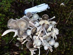 Attēlu rezultāti vaicājumam “Cantharellula umbonata”