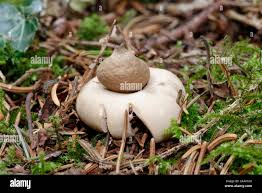 Attēlu rezultāti vaicājumam “Geastrum fimbriatum”