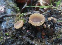 Attēlu rezultāti vaicājumam “Ciboria amentacea”