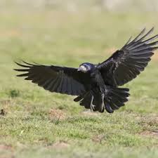 Attēlu rezultāti vaicājumam “Corvus frugilegus adult”