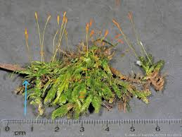 Attēlu rezultāti vaicājumam “Amblystegium serpens sporophyte”