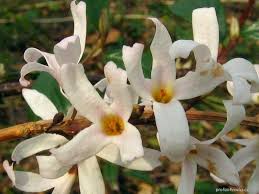 Attēlu rezultāti vaicājumam “Laserpitium pruthenicum”