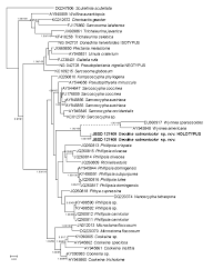 Attēlu rezultāti vaicājumam “Craterium sp.”