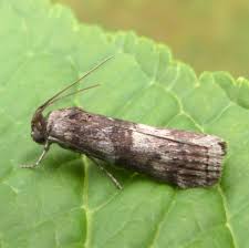 Attēlu rezultāti vaicājumam “Phycita roborella”