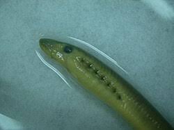 Image result for Lethenteron camtschaticum