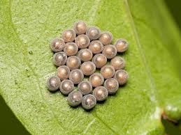 Attēlu rezultāti vaicājumam “Pentatomidae eggs”